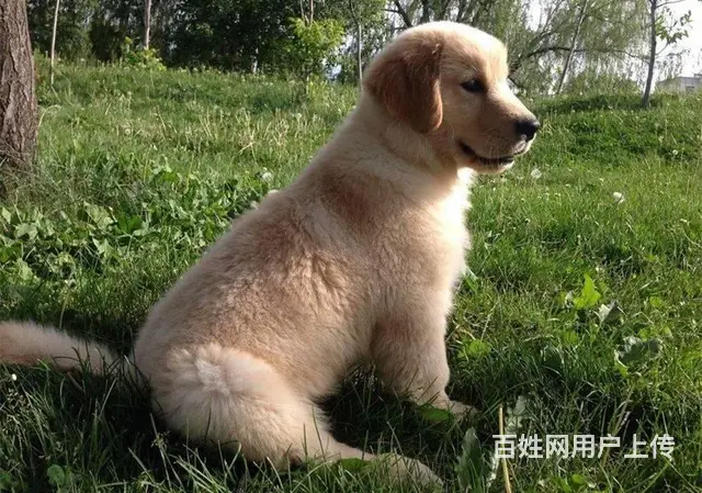 现在哪有卖金毛犬的 现在金毛多少钱一只 - 图片 9