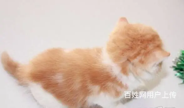 徐州专业繁育高颜值加菲猫 颜色齐全 多只可选 - 图片 5