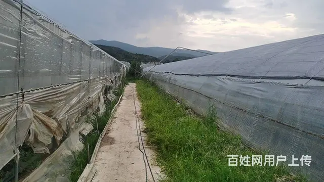 5751（商客网） 楚雄禄丰市彩云镇大棚转让 - 图片 2
