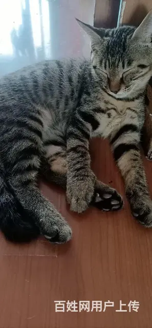 【搞定了！】三个月小猫免费送送送急急急 - 图片 5