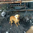比特母  没时间养了