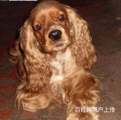 出售聪明活泼可卡宝宝 血统纯正 健康质保 签协议 - 图片 9