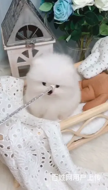 纯种博美 哈多利球体博美 白色博美犬多少钱一只 - 图片 3