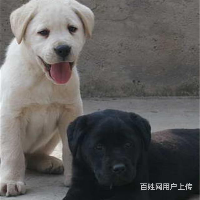 红河【拉布拉多犬舍】地址 拉布拉多一般价位的图片