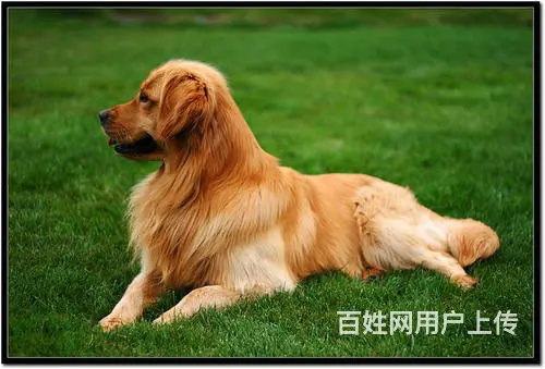 晋中哈士奇哪里有卖,哈士奇幼犬哪里有卖 - 图片 4