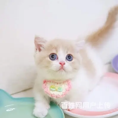 本地哪里有卖曼基康矮脚猫的 矮脚猫多少钱一只 - 图片 5