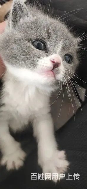 蓝白猫，蓝猫 - 图片 2