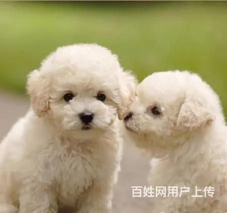 纯种比熊幼犬出售 驱虫疫苗已做好 全国送货上门 - 图片 6