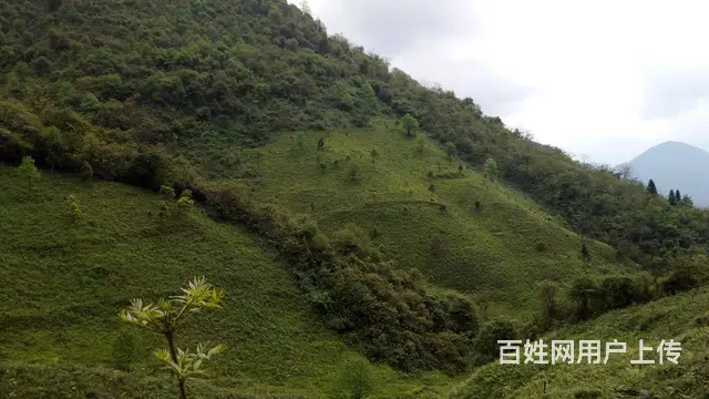 雅安芦山 一套木质农房求出租或合伙 - 图片 6