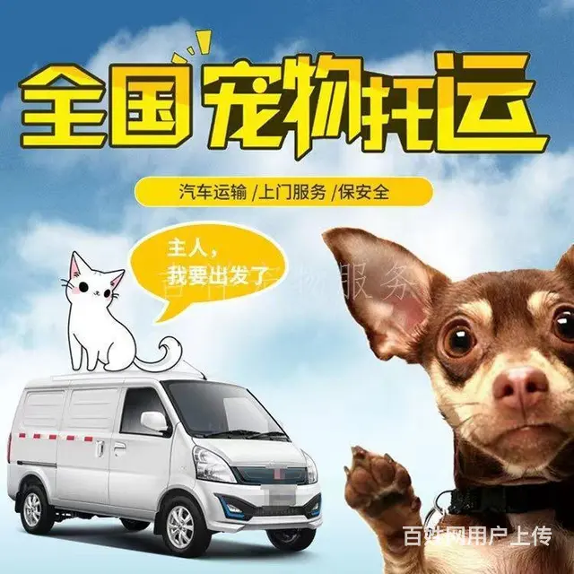 攀枝花盐边宠物托运 （猫狗活体运输）宠物快递至全国 - 图片 1