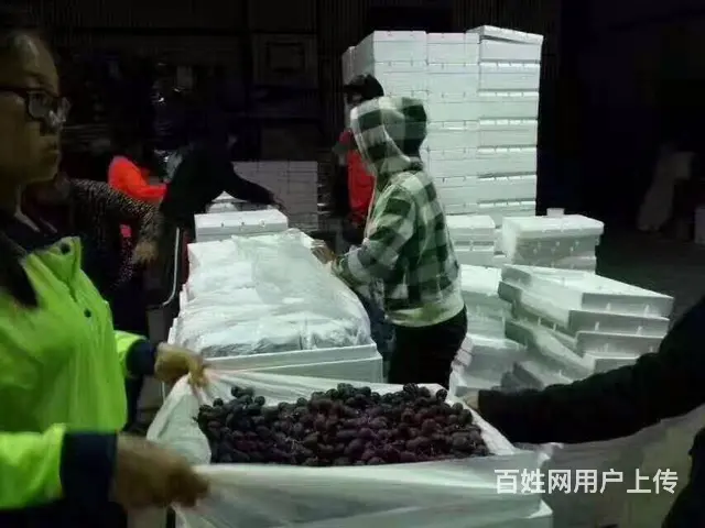 宜春出国工作- 丹麦新西兰急招农场- 流水线普工 - 图片 2