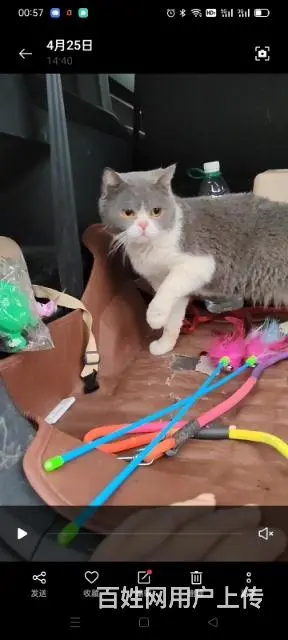猫猫找人领养 - 图片