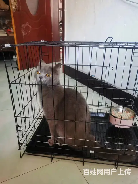 蓝猫 - 图片 1