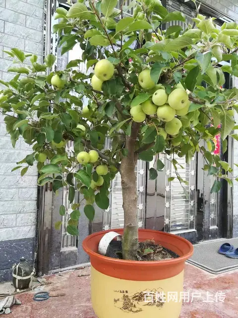 盆栽苹果批发零售 - 图片 4