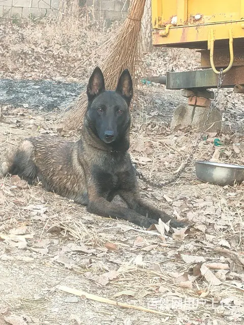 马犬 - 图片 4