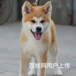 日系秋田犬 纯种秋田犬 价格不菲 非诚勿扰 - 图片 4