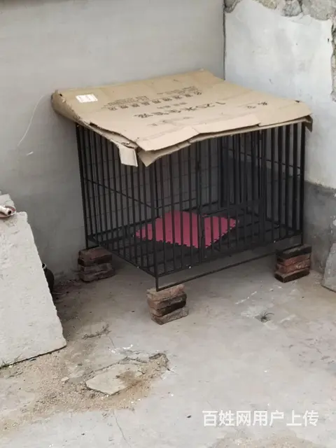 连笼子带狗一起出售 - 图片 4
