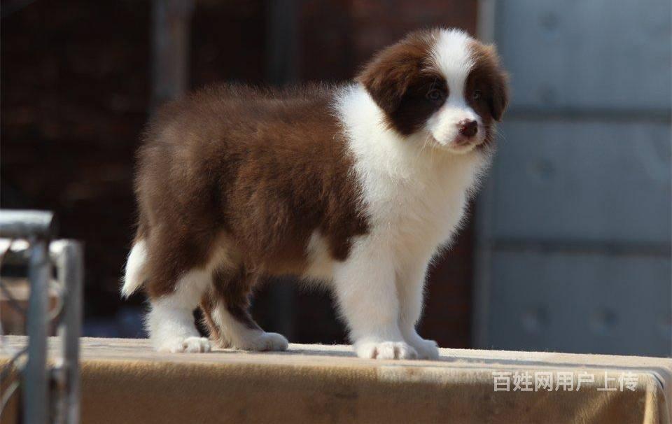 北京哪裡出售邊牧 邊牧照片 邊牧價格邊牧好養嗎