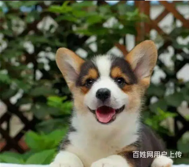 双血统柯基幼犬现货可挑柯基价格柯基犬好不好养图片 - 图片 9