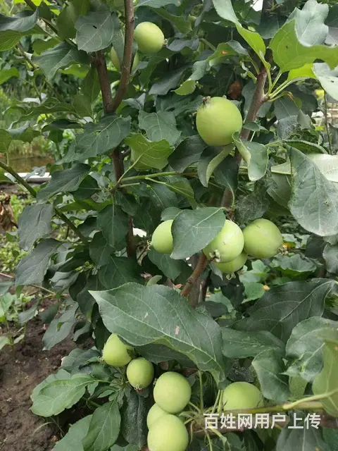 长春黑土哪里好、鹿粪鸡粪 花园肥料 ？ - 图片 1
