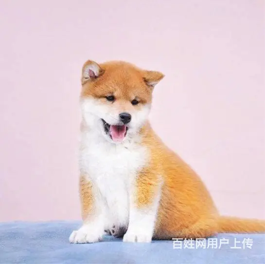 赛级柴犬出售 正规狗场 签订质保协议 可送货上门 - 图片 3