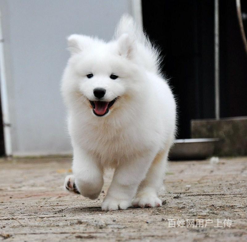 熱銷正宗澳版薩摩耶幼犬 繁殖好品相健康顏色齊全