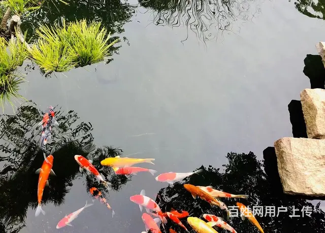 苏州锦鲤鱼金鱼养殖批发市场地址 - 图片 2