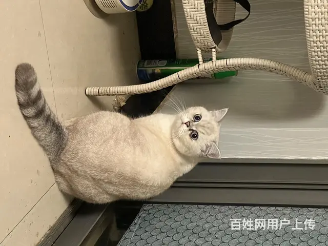 为天使猫咪找新家 - 图片 2
