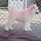 嘉兴【*推荐】萨摩耶犬舍‖萨摩耶养殖场