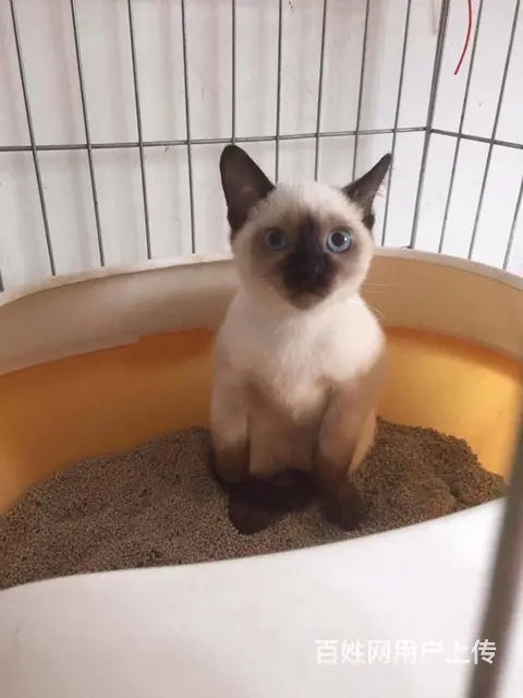 短毛猫 泰国暹罗猫 包飞 - 图片 3