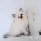 陕西渭南海豹双色布偶猫优惠出售