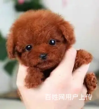 出售精品泰迪幼犬疫苗齐全多只可选 - 图片 2
