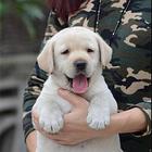 出售纯种拉布拉多幼犬 保健康血统纯正