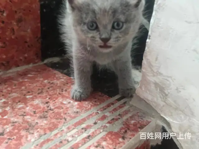 家养精品蓝猫刚满月 - 图片 3
