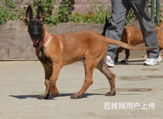 純種比利時馬犬 北京馬犬價格 現超低價出售