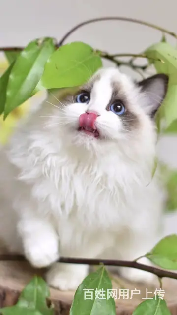 衢州【猫舍】仙女布偶猫全国飞 - 图片 3