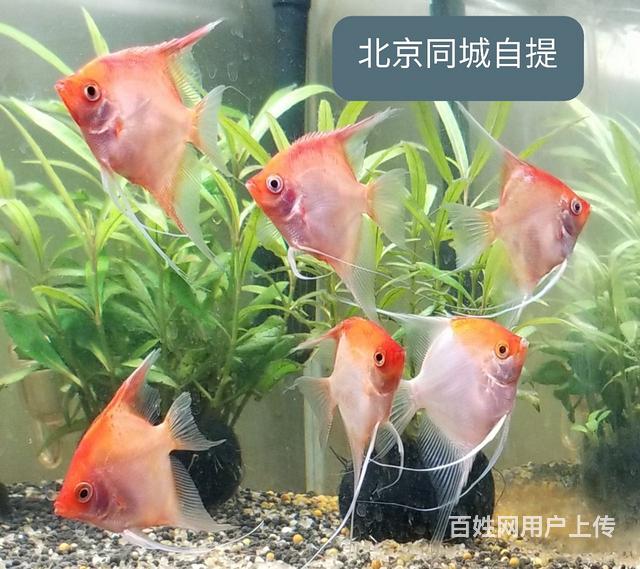 出自養的紅魔燕魚單隻