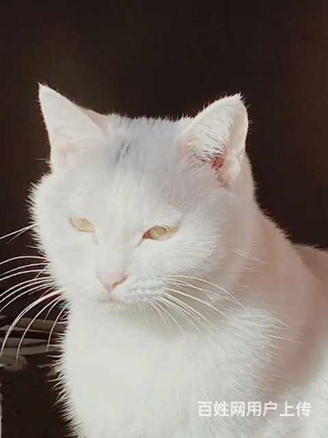 猫咪免费领养 - 图片 6