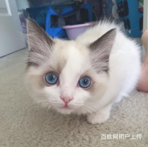 新余哪里买布偶猫纯血统◆布偶猫多少钱一只的图片