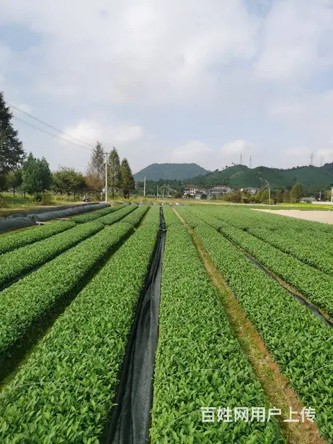 黄金叶茶苗 安吉白茶苗 自产自销 价格面议 - 图片 4
