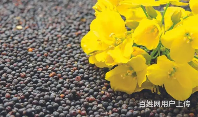 告别卡关！菜籽进口报关，这份指南请收好！-广州货代 - 图片