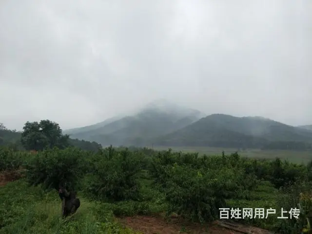 1百多年梨木出售 - 图片