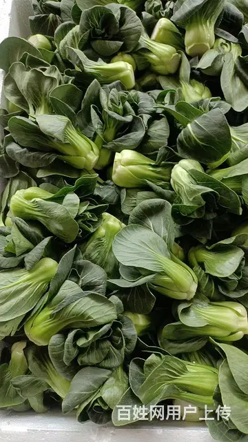 厦门食材供应、蔬菜配送、食堂承包。 - 图片 2