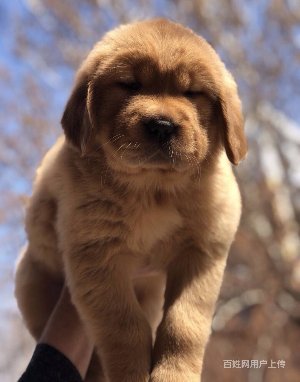 昭通出售双血统金毛大头宽嘴巴金毛保纯种健康可送货