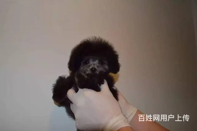 专业繁殖出售纯种 泰迪熊 玩具型 茶杯型 颜色齐全 - 图片 7