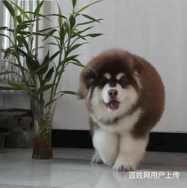 阿拉斯加幼犬 赛级双血统 可签订协议 - 图片 2
