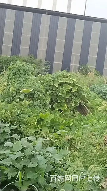 征婚交友 - 图片
