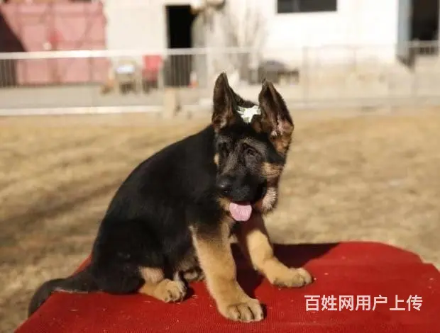 广州纯种德国牧羊犬价格 狗舍直销 包纯种健康签协议 - 图片 5