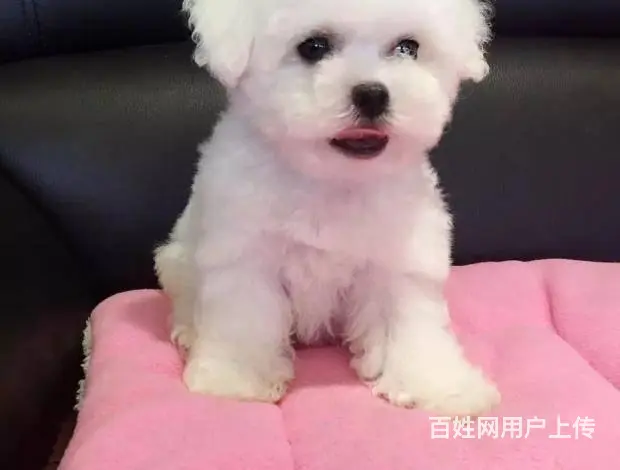 纯种比熊 白色比熊 法系比熊 出售超级可爱的小 - 图片 2