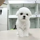 淄博【*推荐】比熊犬舍‖比熊养殖场